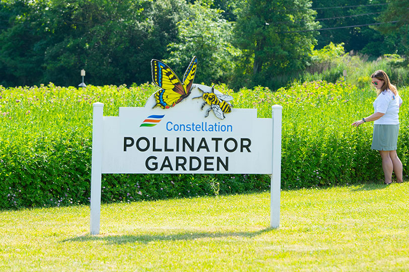 Bee pollinator program
