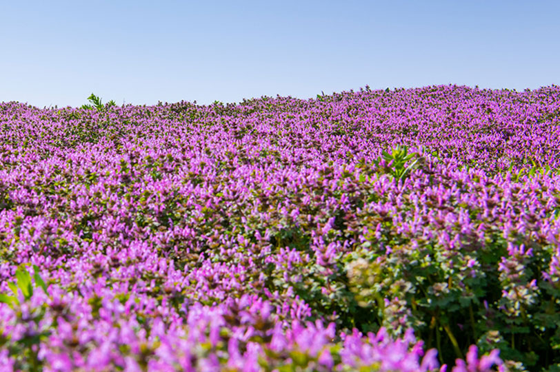 Purple flowers near a turbine
