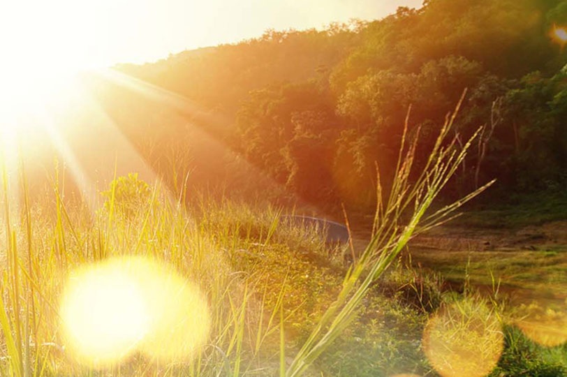 Sunrise over a Greenfield and flowers